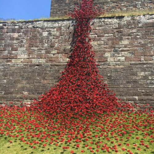 Poppies cascading down Carlisle Castle